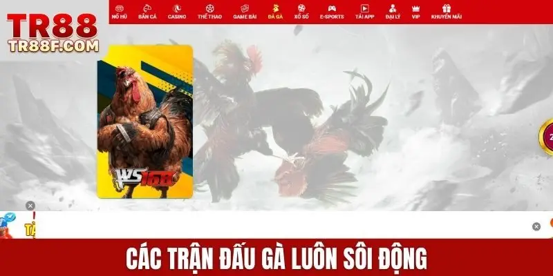 Các trận đấu gà luôn sôi động