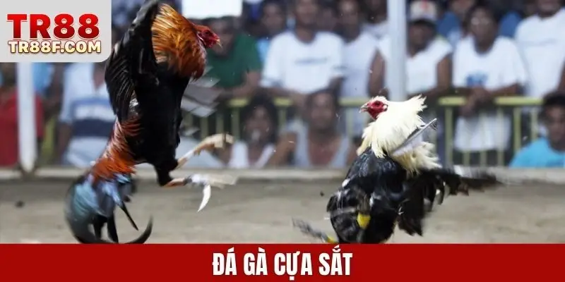 Đá gà cựa sắt
