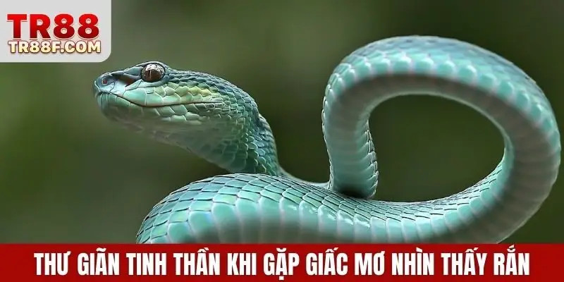 Thư giãn tinh thần khi gặp giấc mơ nhìn thấy rắn